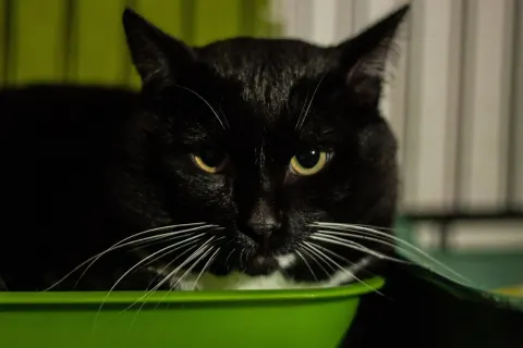 Фокс — кошка, Первоуральск