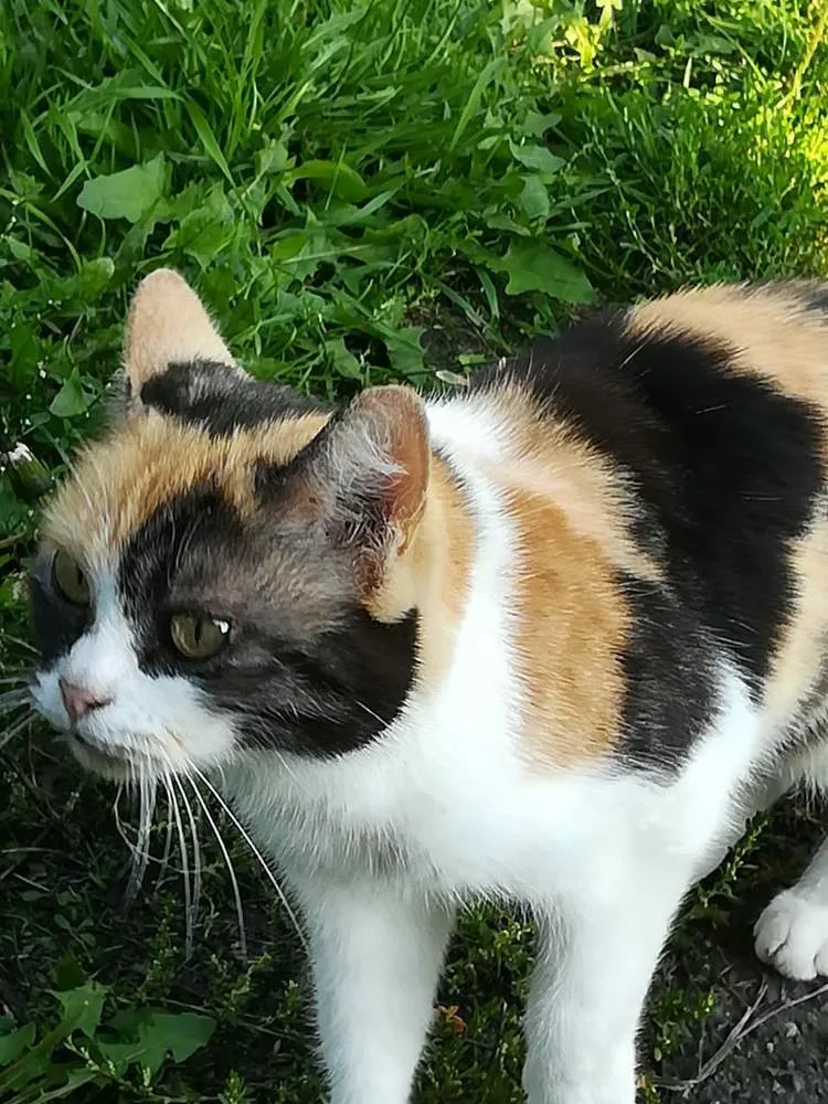 Кошка Муся, кошка, Первоуральское городское общество защиты животных, Первоуральск. Фото 1 из 2.