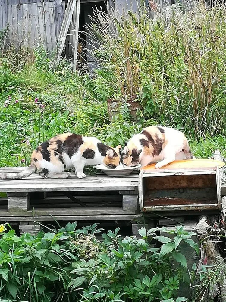 Кошка Муся, кошка, Первоуральское городское общество защиты животных, Первоуральск. Фото 2 из 2.