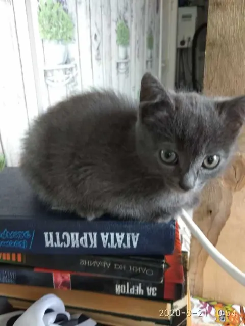 Котята - кот 6 лет, Первоуральск
