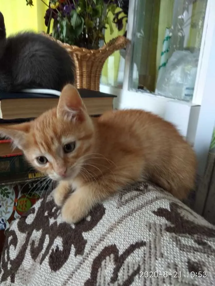 Кошка Котята, кот, Первоуральское городское общество защиты животных, Первоуральск. Фото 2 из 2.