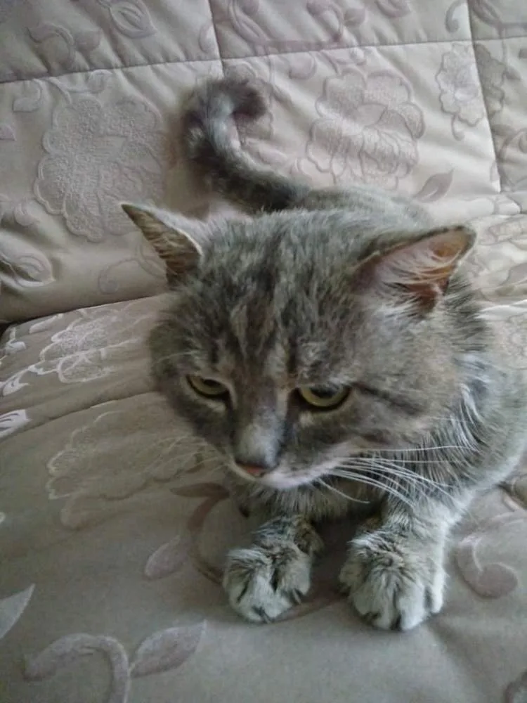 Кошка Васька, кот, Первоуральское городское общество защиты животных, Первоуральск. Фото 1 из 2.