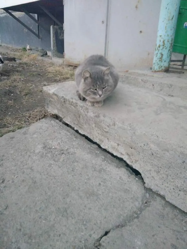 Кошка Васька, кот, Первоуральское городское общество защиты животных, Первоуральск. Фото 2 из 2.