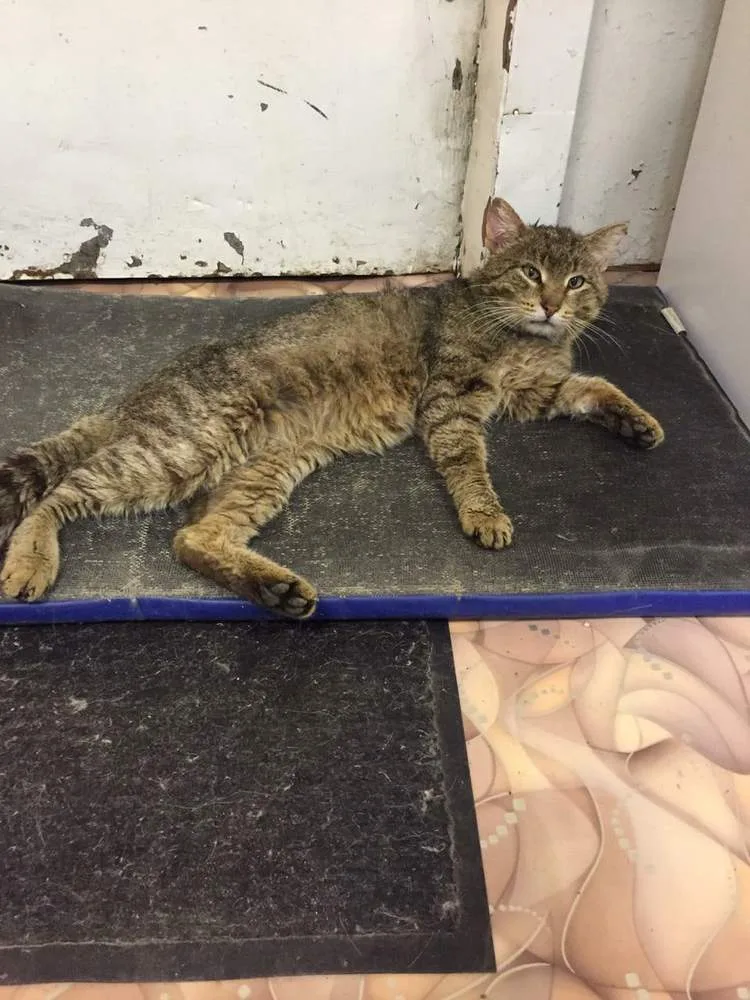 Кошка Василий, кот, Первоуральское городское общество защиты животных, Первоуральск. Фото 1 из 1.