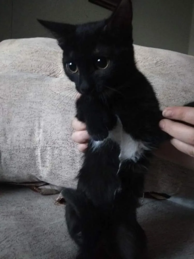 Кошка Черные Котята, кот, Первоуральское городское общество защиты животных, Первоуральск. Фото 1 из 4.