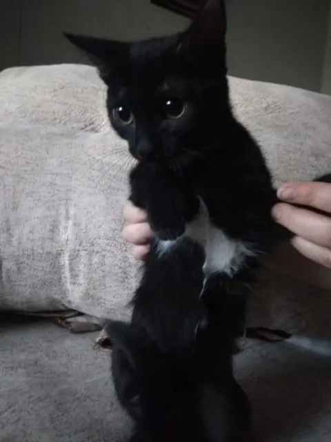 Черные Котята - кот 6 лет, Первоуральск
