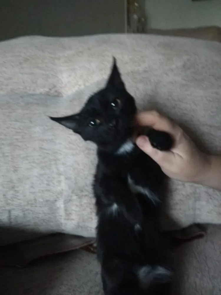 Кошка Черные Котята, кот, Первоуральское городское общество защиты животных, Первоуральск. Фото 2 из 4.