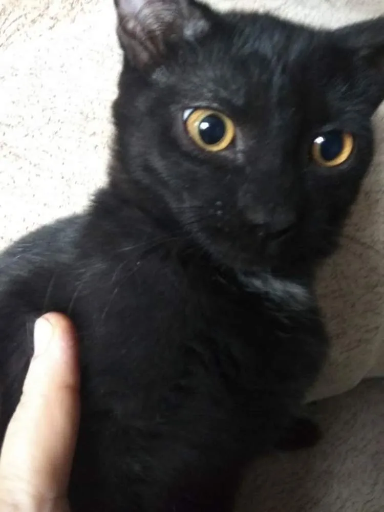 Кошка Черные Котята, кот, Первоуральское городское общество защиты животных, Первоуральск. Фото 3 из 4.