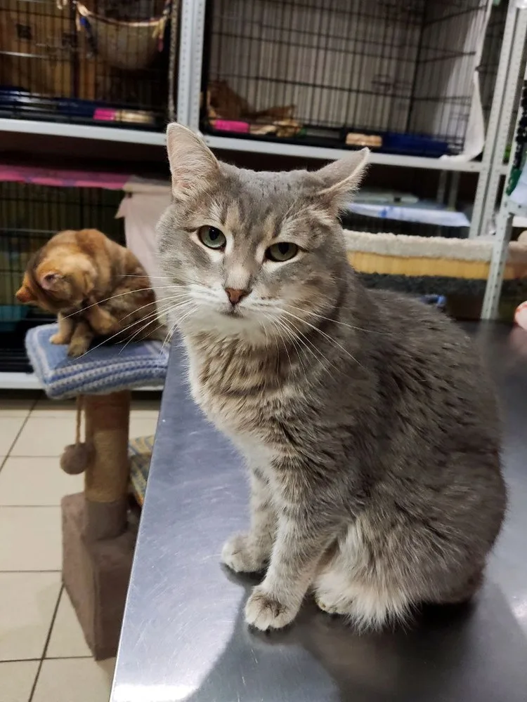Кошка Синди, кошка, Первоуральское городское общество защиты животных, Первоуральск. Фото 4 из 8.