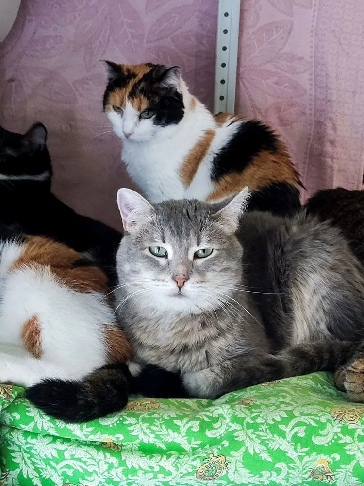Кошка Синди, кошка, Первоуральское городское общество защиты животных, Первоуральск. Фото 5 из 8.