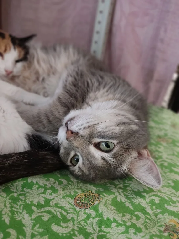Кошка Синди, кошка, Первоуральское городское общество защиты животных, Первоуральск. Фото 6 из 8.