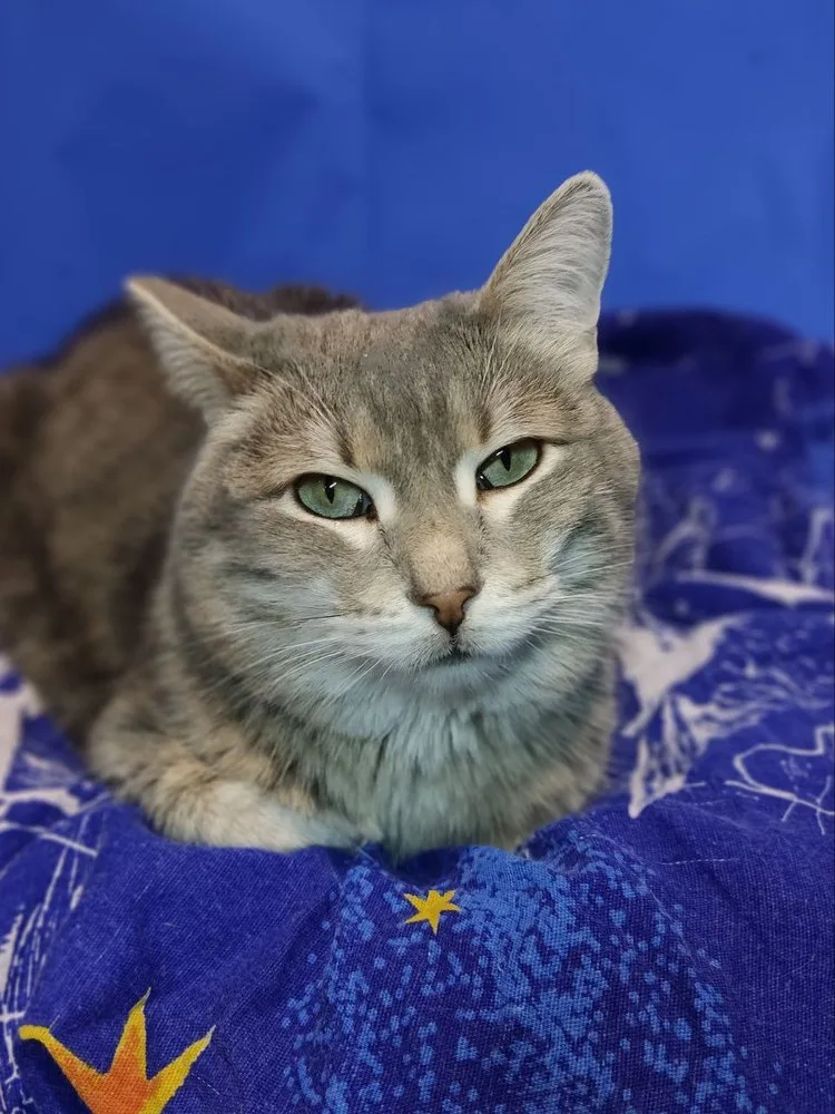 Кошка Синди, кошка, Первоуральское городское общество защиты животных, Первоуральск. Фото 7 из 8.