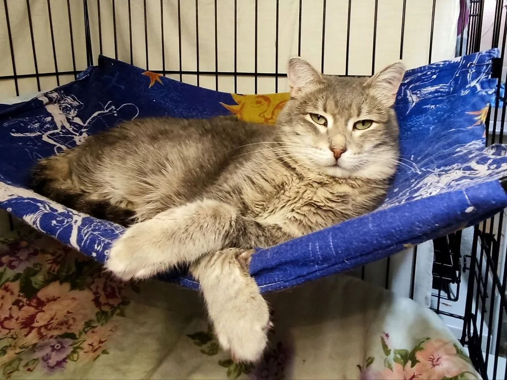 Кошка Синди, кошка, Первоуральское городское общество защиты животных, Первоуральск. Фото 8 из 8.