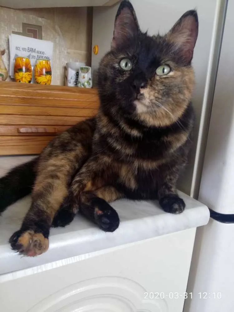 Кошка Даша, кошка, Первоуральское городское общество защиты животных, Первоуральск. Фото 4 из 6.
