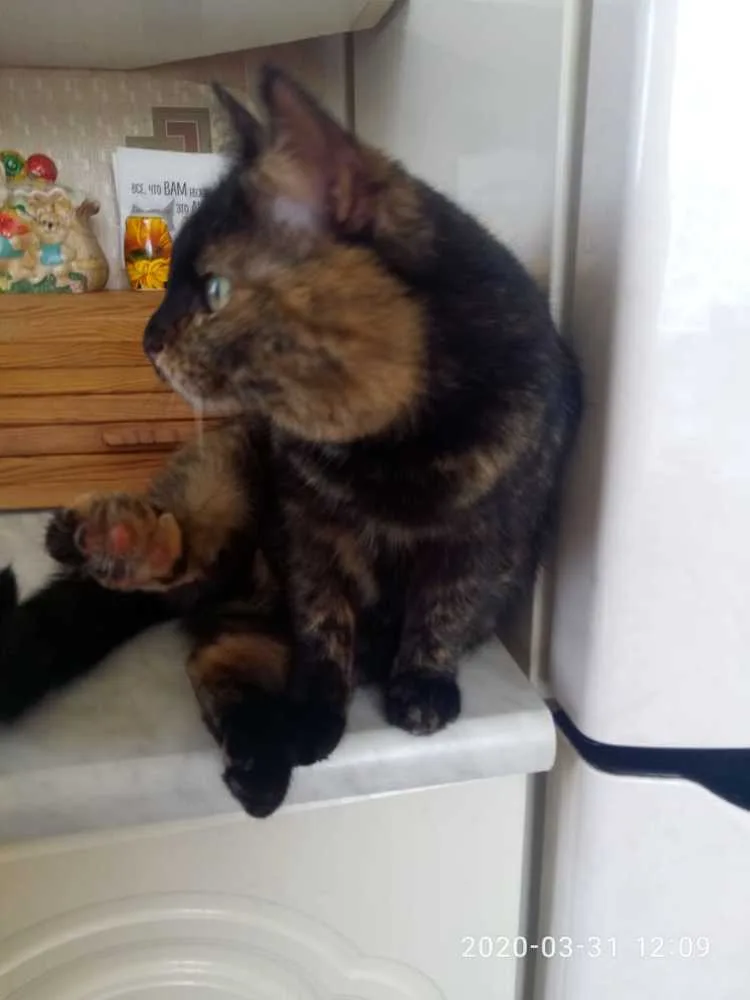 Кошка Даша, кошка, Первоуральское городское общество защиты животных, Первоуральск. Фото 5 из 6.