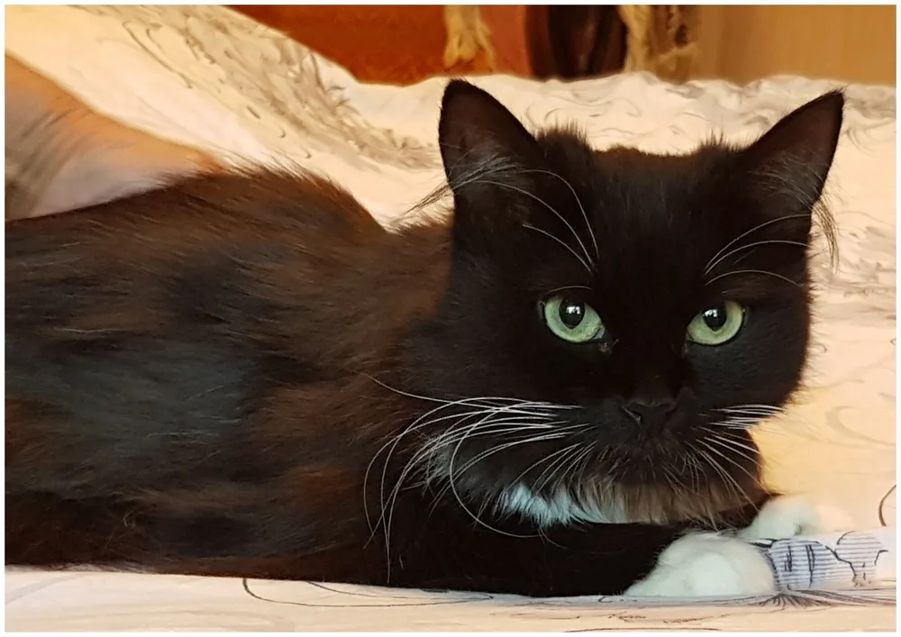 Кошка Маргоша, кошка, Первоуральское городское общество защиты животных, Первоуральск. Фото 2 из 7.