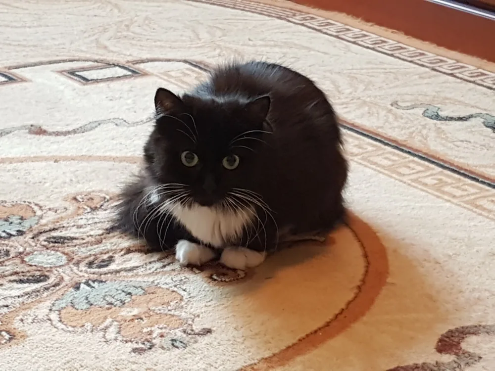 Кошка Маргоша, кошка, Первоуральское городское общество защиты животных, Первоуральск. Фото 3 из 7.