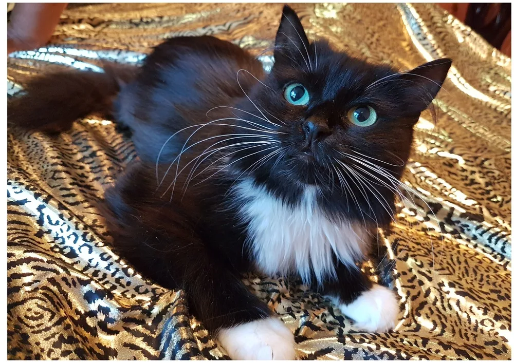 Кошка Маргоша, кошка, Первоуральское городское общество защиты животных, Первоуральск. Фото 5 из 7.