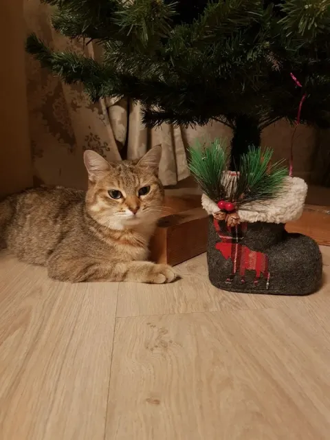 Буся — кошка, Первоуральск