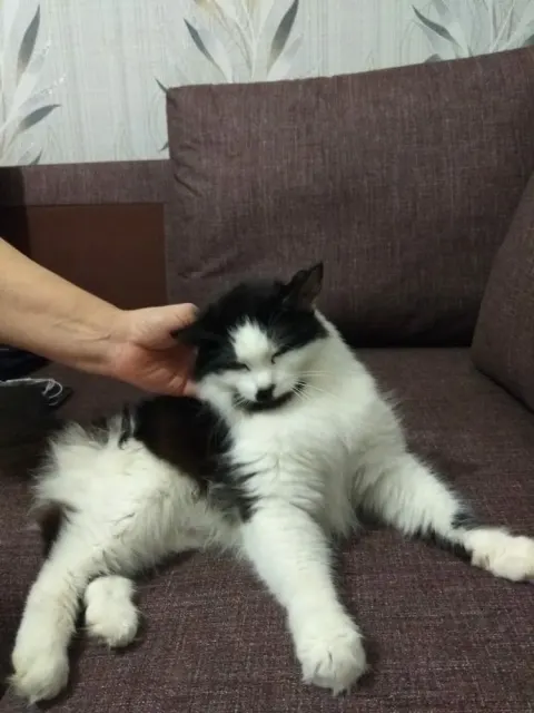 Матвей и Муська — кот 7 лет, Первоуральск
