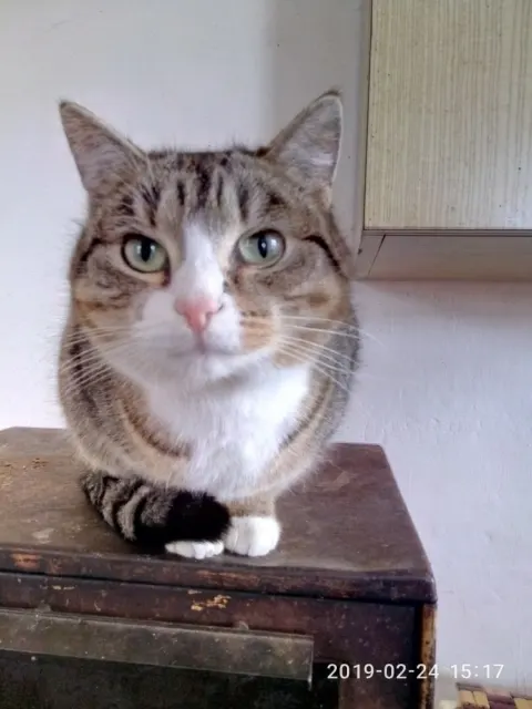 Дуся — кошка 9 лет, Первоуральск