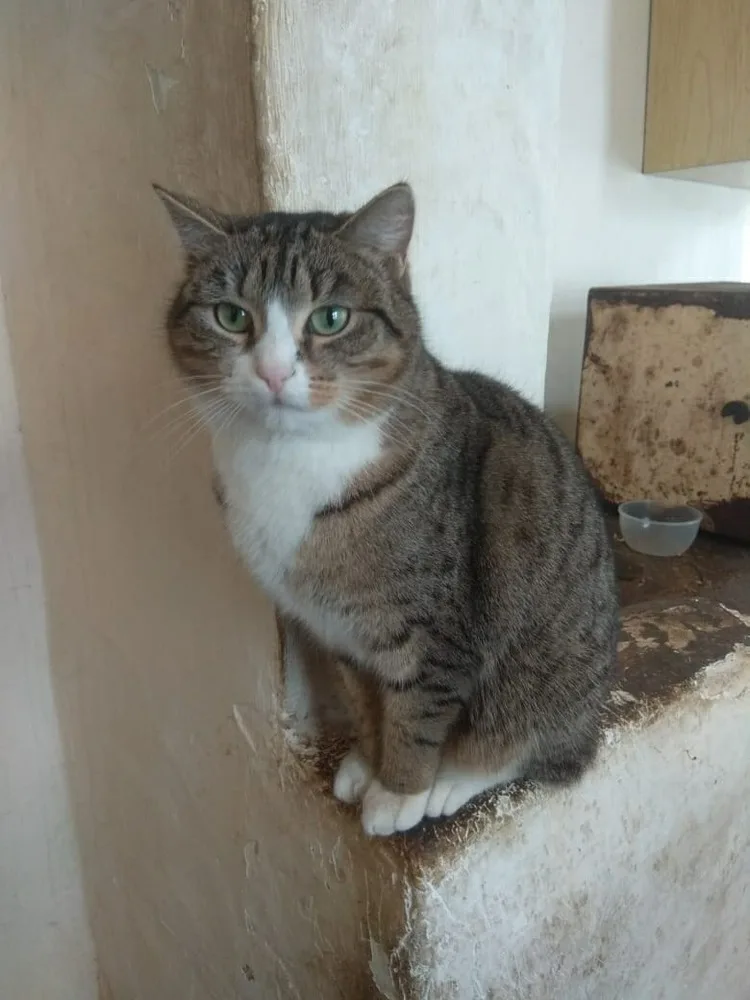 Кошка Дуся, кошка, Первоуральское городское общество защиты животных, Первоуральск. Фото 2 из 3.