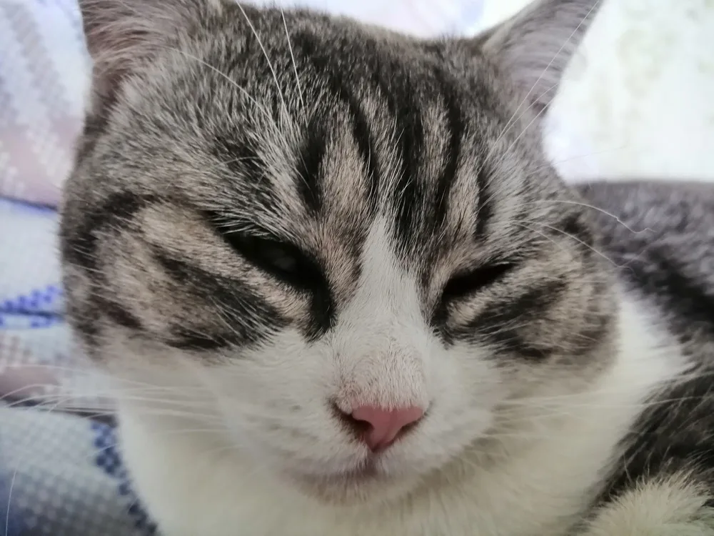 Котенок Кот №5945, кот, Первоуральское городское общество защиты животных, Первоуральск. Фото 1 из 3.