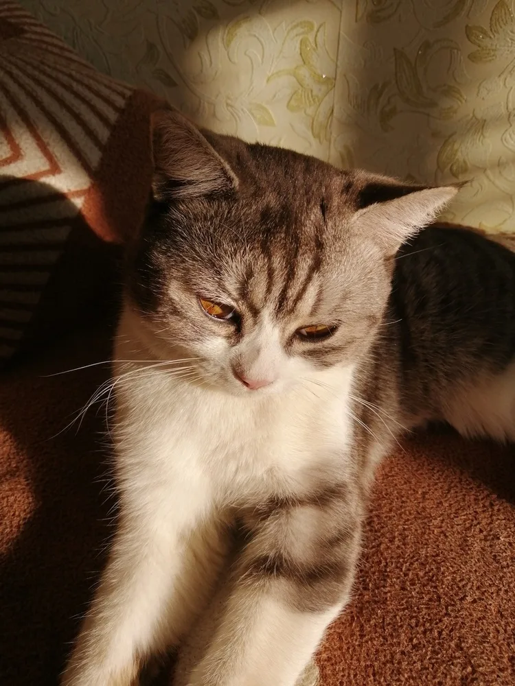Котенок Кот №5945, кот, Первоуральское городское общество защиты животных, Первоуральск. Фото 2 из 3.