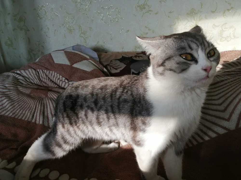 Котенок Кот №5945, кот, Первоуральское городское общество защиты животных, Первоуральск. Фото 3 из 3.