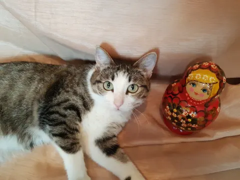 Стеша — кошка 9 лет, Первоуральск