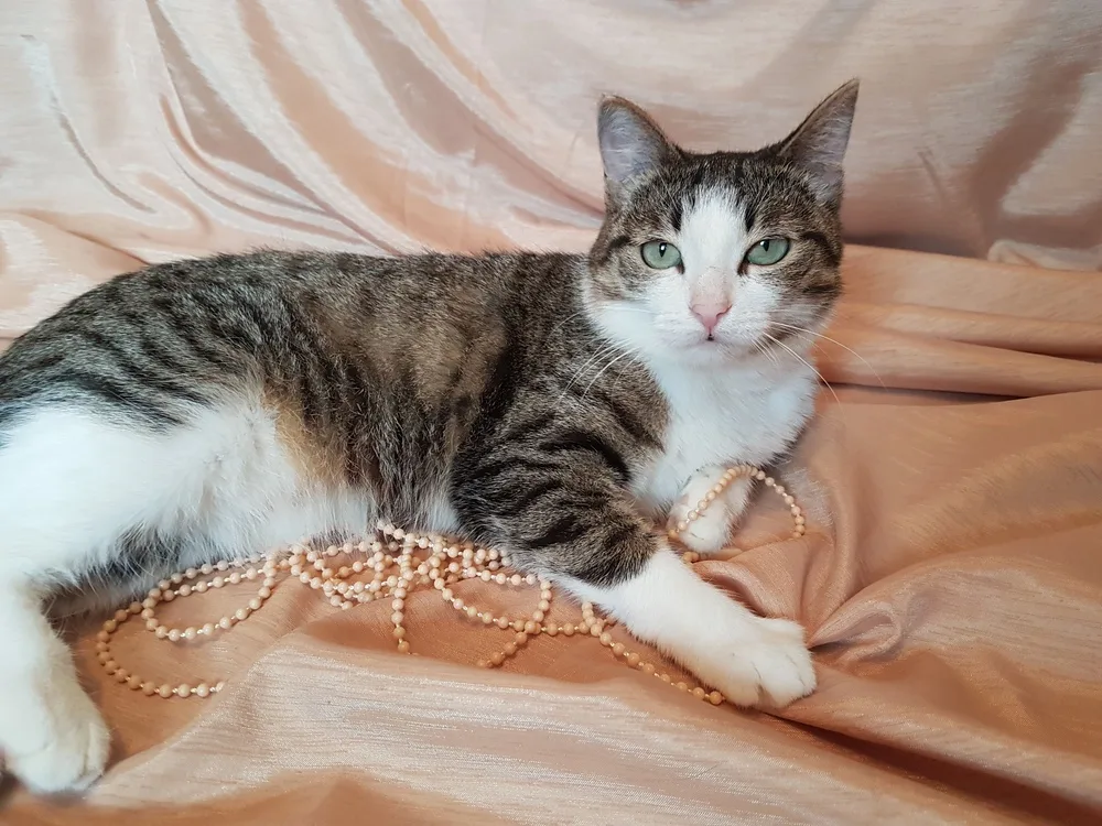 Кошка Стеша, кошка, Первоуральское городское общество защиты животных, Первоуральск. Фото 3 из 6.