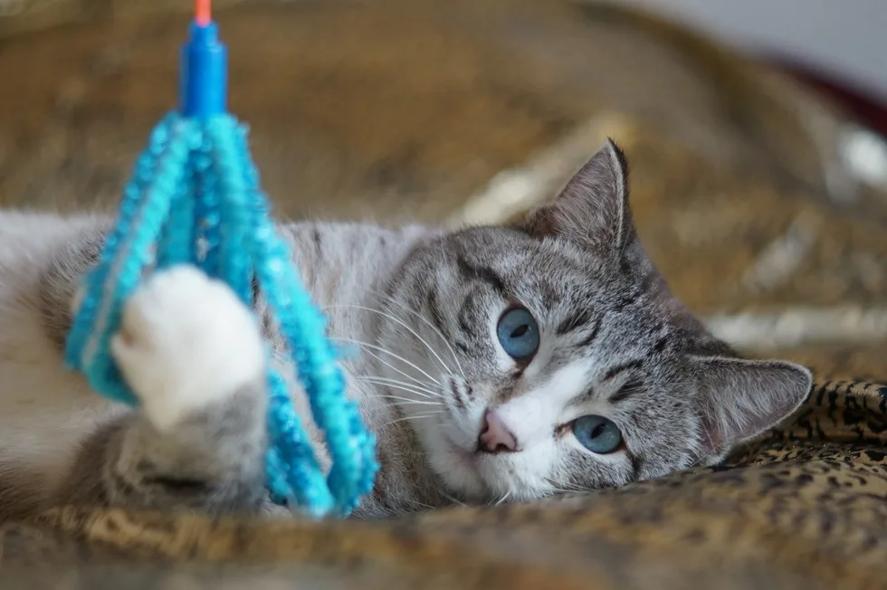 Кошка Сёма, кот, Первоуральское городское общество защиты животных, Первоуральск. Фото 2 из 8.