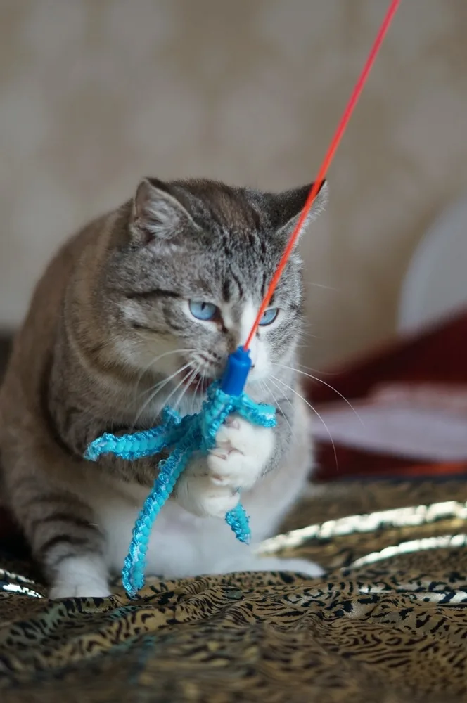 Кошка Сёма, кот, Первоуральское городское общество защиты животных, Первоуральск. Фото 3 из 8.