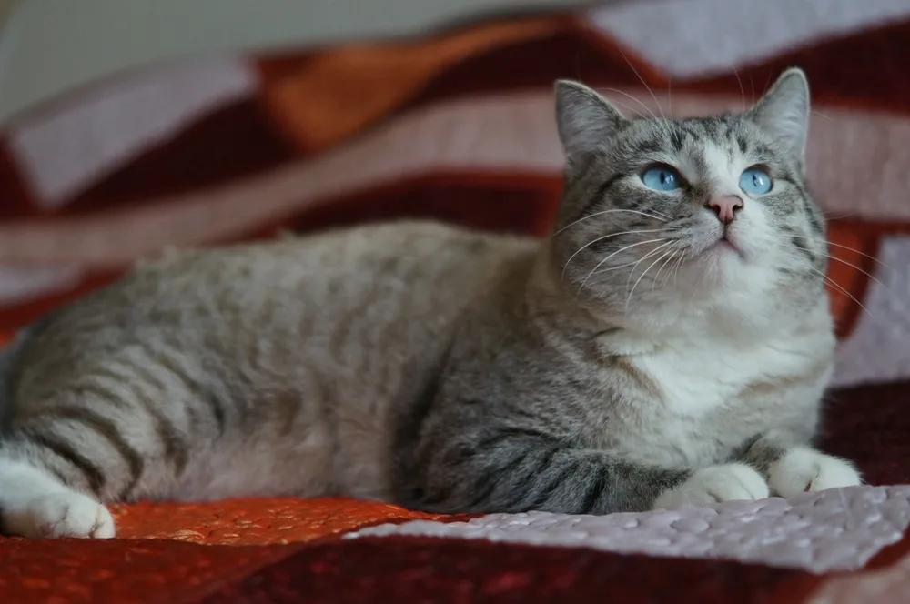 Кошка Сёма, кот, Первоуральское городское общество защиты животных, Первоуральск. Фото 1 из 8.