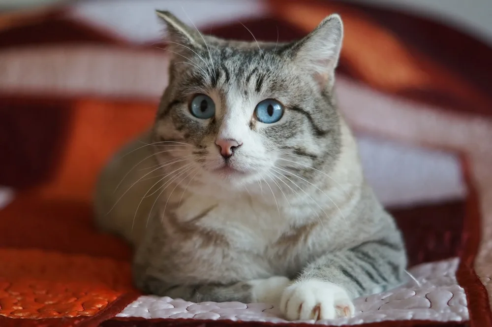 Кошка Сёма, кот, Первоуральское городское общество защиты животных, Первоуральск. Фото 4 из 8.