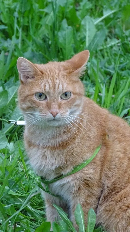 Кошка Сильвестр, кот, Первоуральское городское общество защиты животных, Первоуральск. Фото 2 из 3.