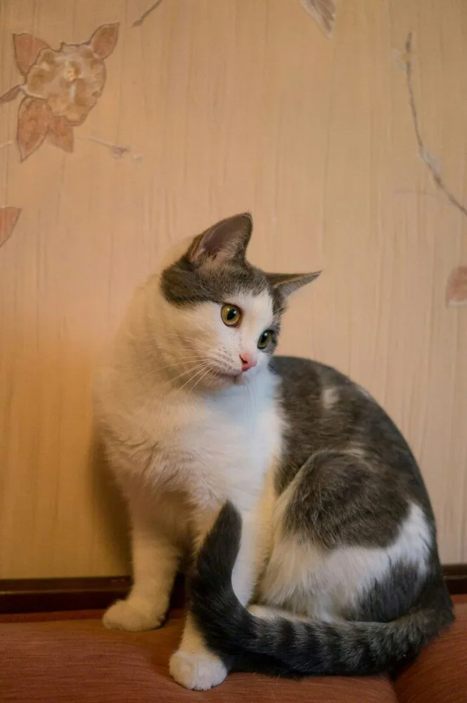 Кошка Мурзик, кот, Первоуральское городское общество защиты животных, Первоуральск. Фото 2 из 4.