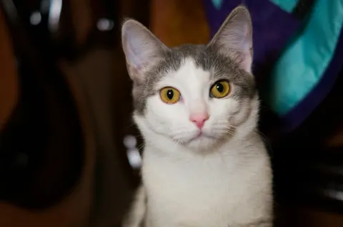 Мурзик — кот 8 лет, Первоуральск