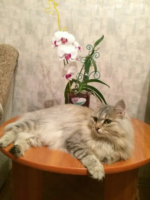 Пушинка — кошка 10 лет, Первоуральск