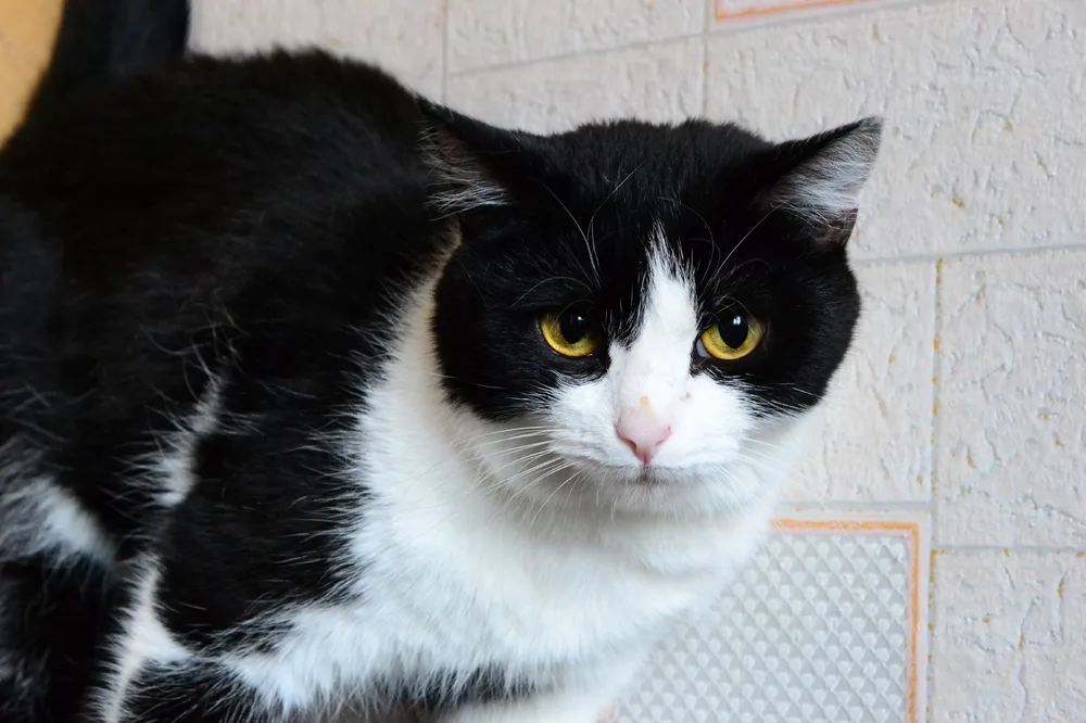 Кошка Лукерья, кошка, Первоуральское городское общество защиты животных, Первоуральск. Фото 3 из 3.