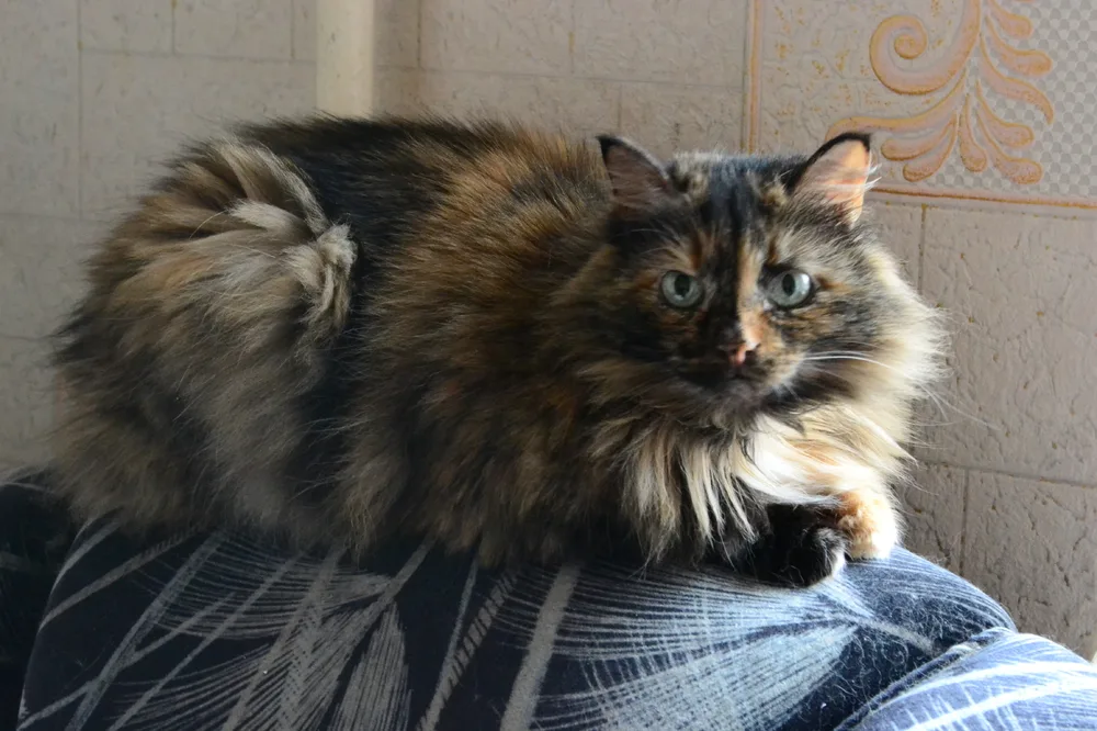Кошка Стефания, кошка, Первоуральское городское общество защиты животных, Первоуральск. Фото 3 из 3.