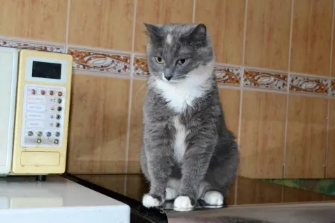 Ксюша — кошка 11 лет, Первоуральск