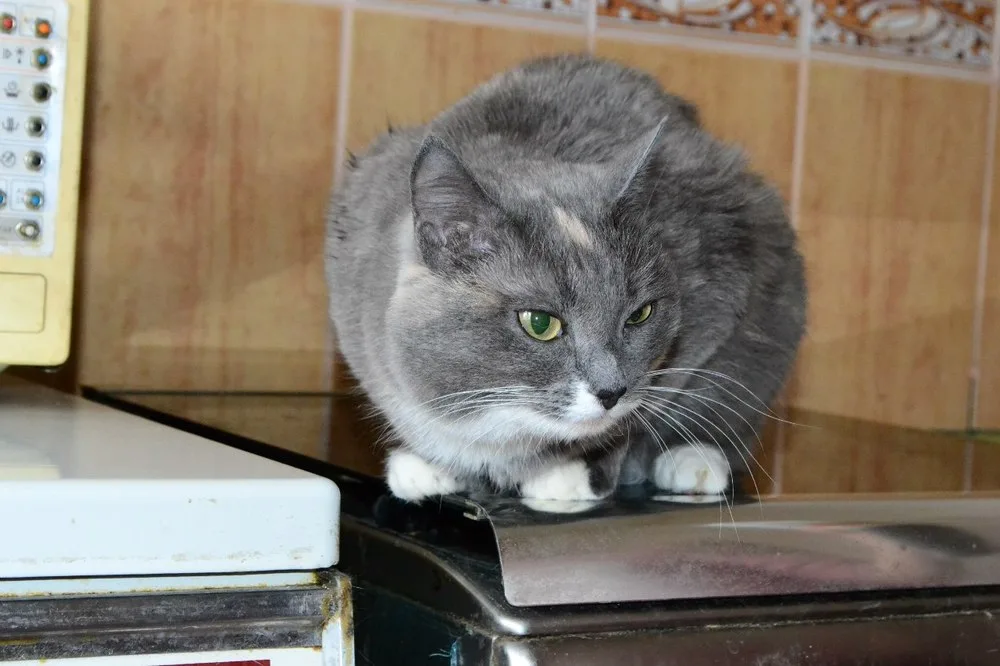 Кошка Ксюша, кошка, Первоуральское городское общество защиты животных, Первоуральск. Фото 2 из 3.
