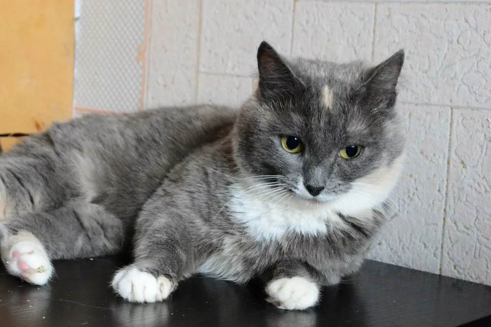 Кошка Ксюша, кошка, Первоуральское городское общество защиты животных, Первоуральск. Фото 3 из 3.