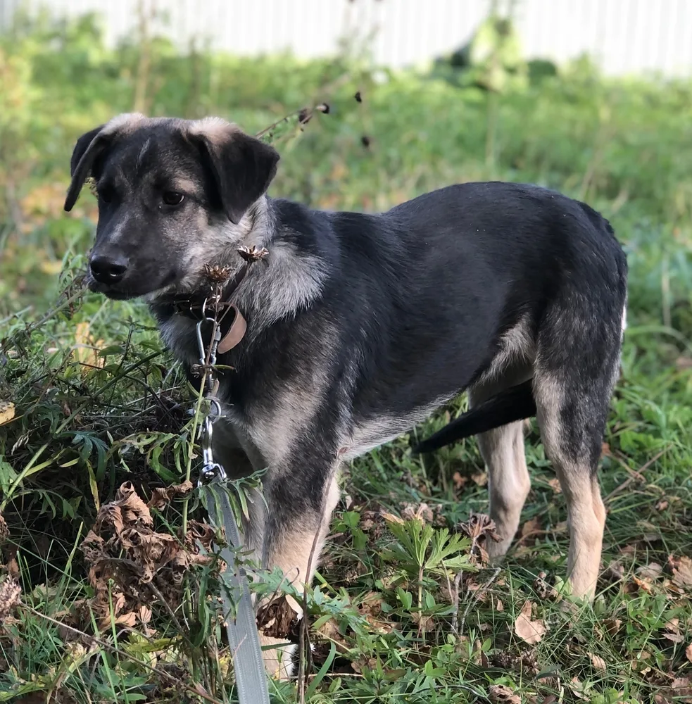 Щенок Боссик, кобель, Первоуральское городское общество защиты животных, Первоуральск. Фото 4 из 11.