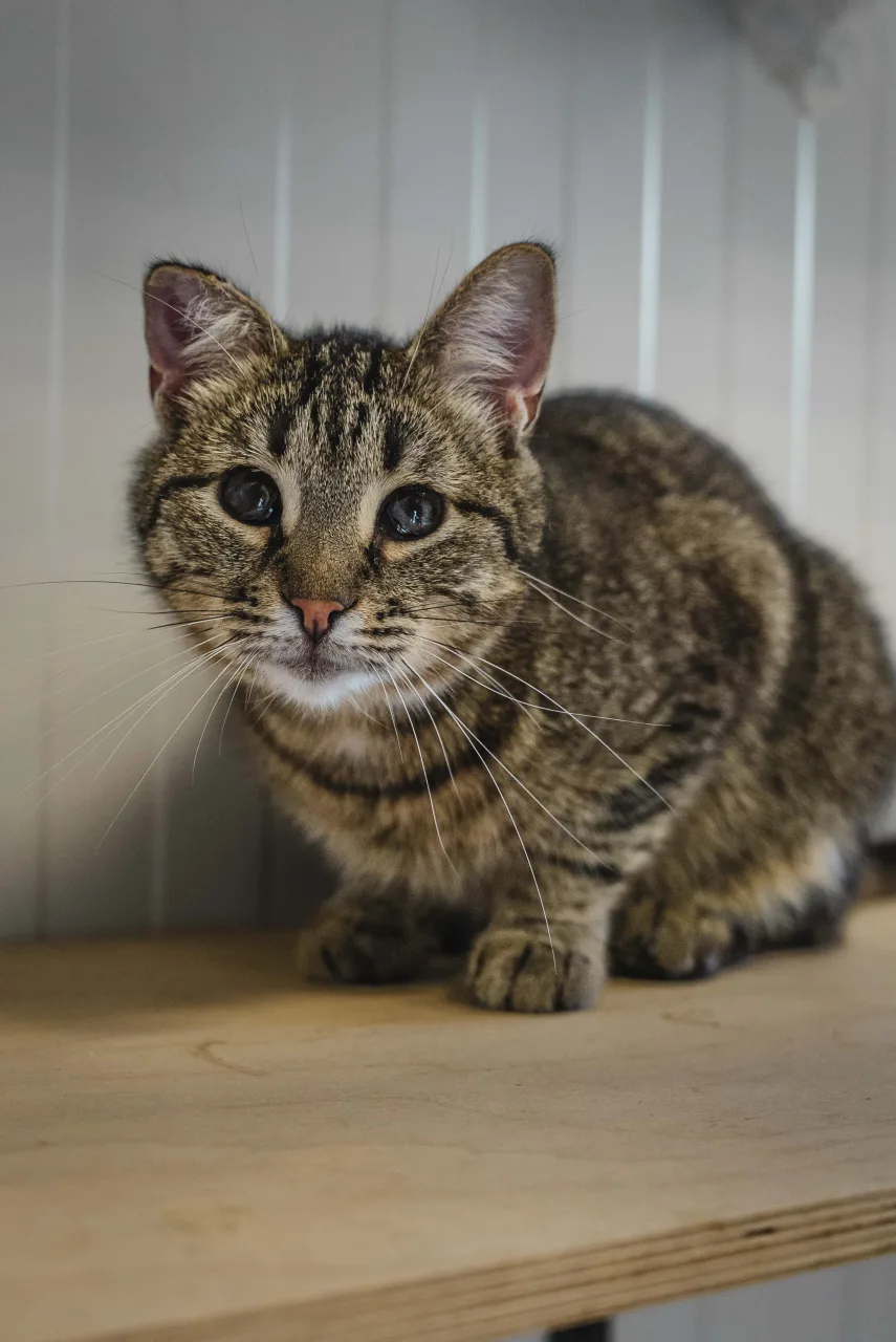 Кошка Кустик, кот, Приют Бирюлево, Москва. Фото 2 из 8.