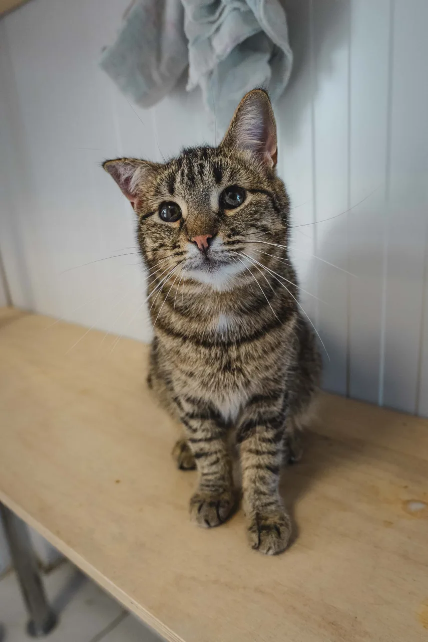 Кошка Кустик, кот, Приют Бирюлево, Москва. Фото 4 из 8.
