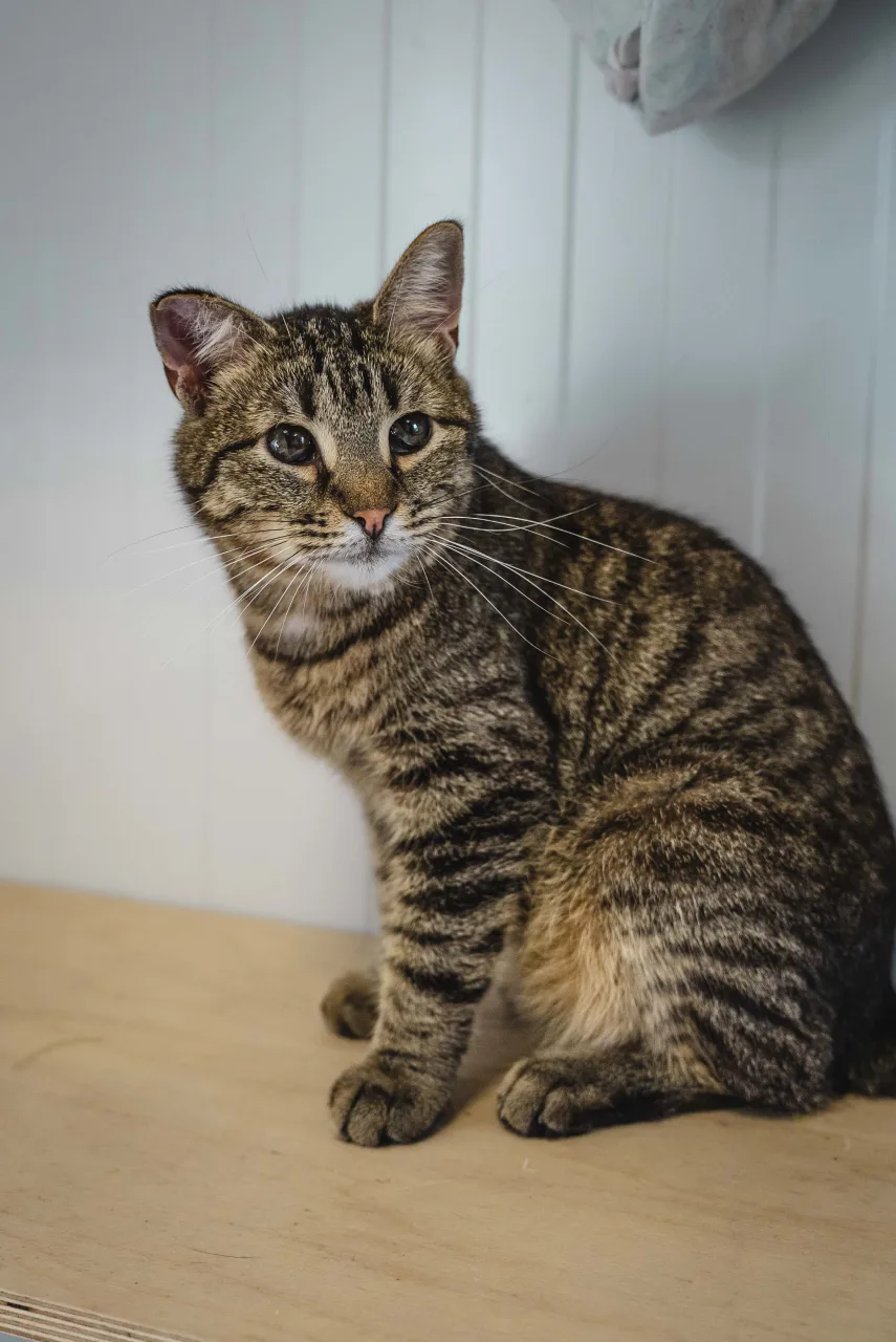 Кошка Кустик, кот, Приют Бирюлево, Москва. Фото 6 из 8.