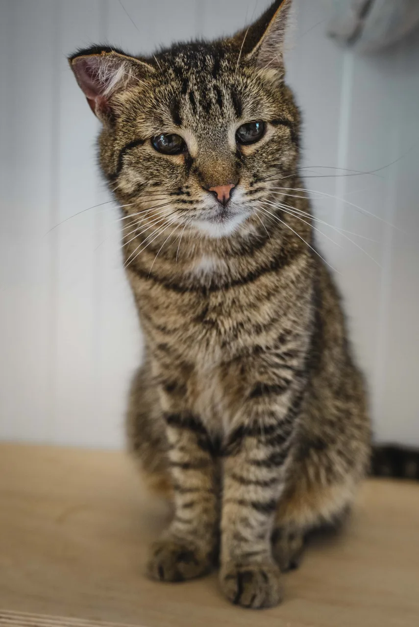 Кошка Кустик, кот, Приют Бирюлево, Москва. Фото 7 из 8.