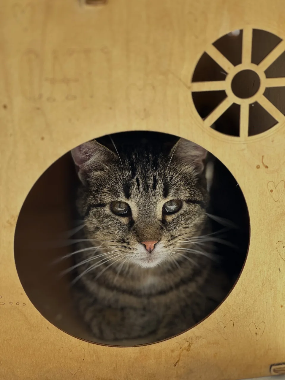 Кошка Кустик, кот, Приют Бирюлево, Москва. Фото 8 из 8.